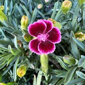 Meet your Posher, Rafael